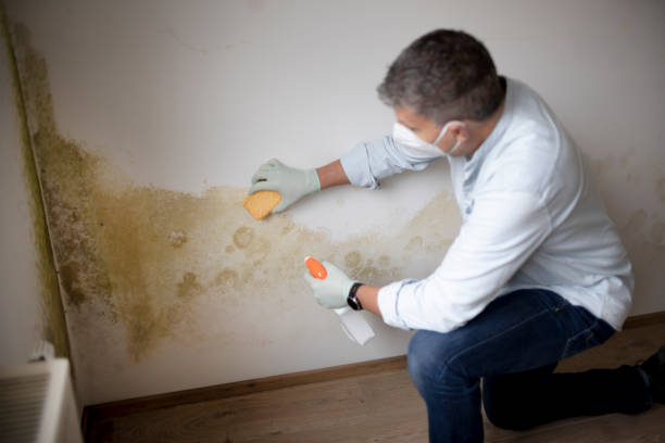 Best HVAC Mold Inspection and Cleaning  in Thibodaux, LA